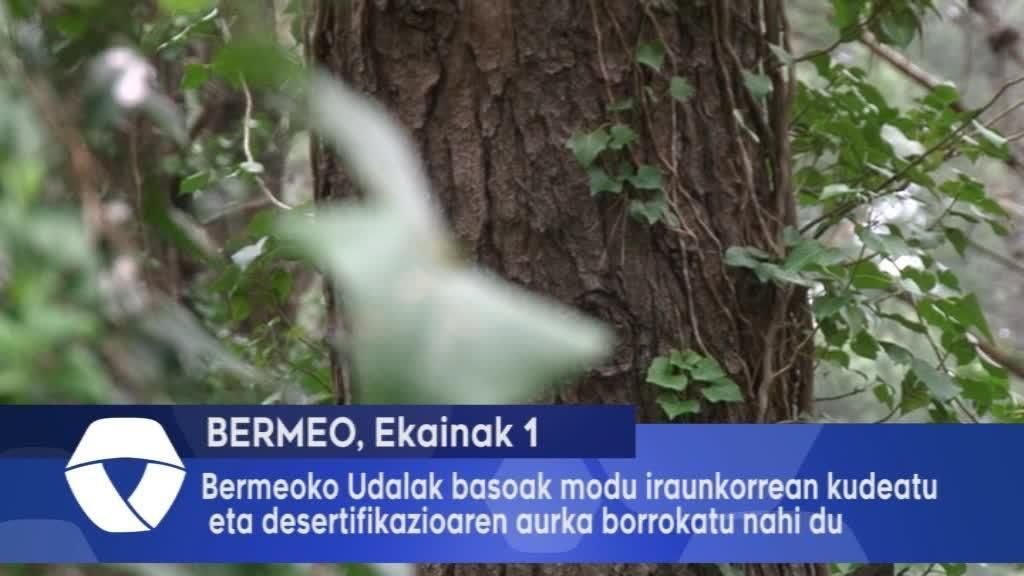 Bermeoko Udalak basoak modu iraunkorrean kudeatu eta desertifikazioaren aurka borrokatu nahi du