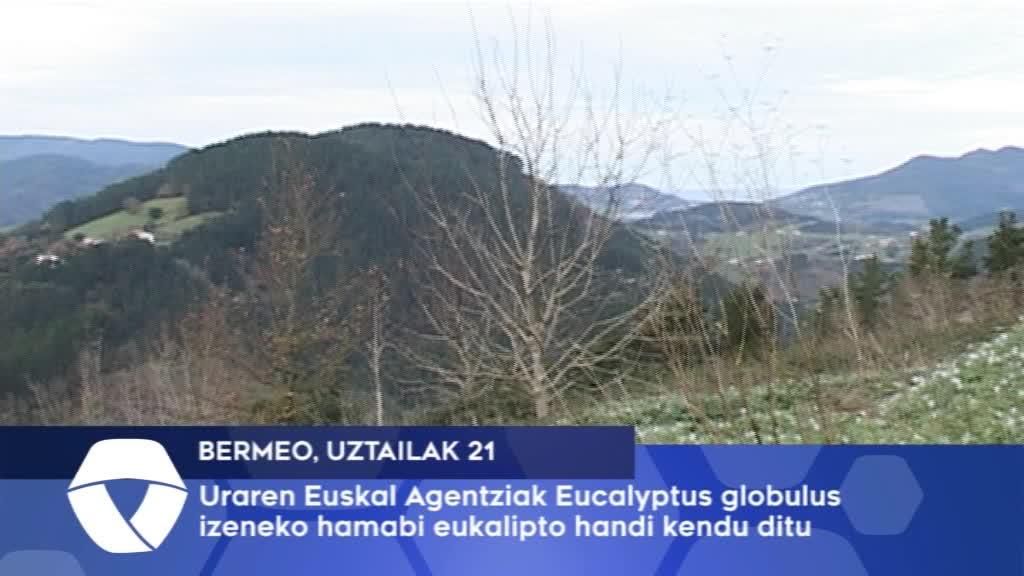 Uraren Euskal Agentziak Eucalyptus globulus izeneko hamabi eukalipto handi kendu ditu