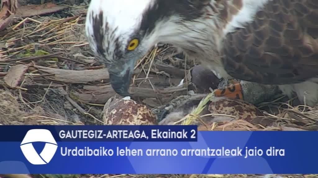 Urdaibaiko lehen arrano arrantzaleak jaio dira