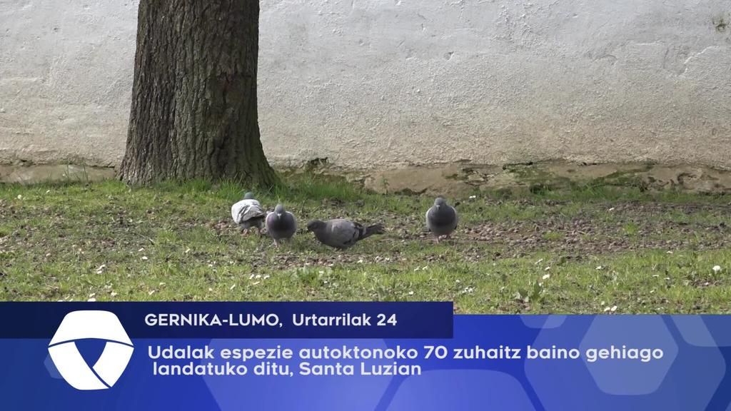 Udalak espezie autoktonoko 70 zuhaitz baino gehiago landatuko ditu, Santa Luzian