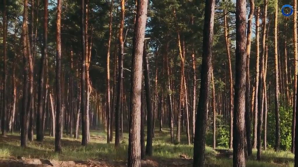 Matxitxakoko pinudi zaharra erabat mozteko proiektua guztiz aldatzea lortu da
