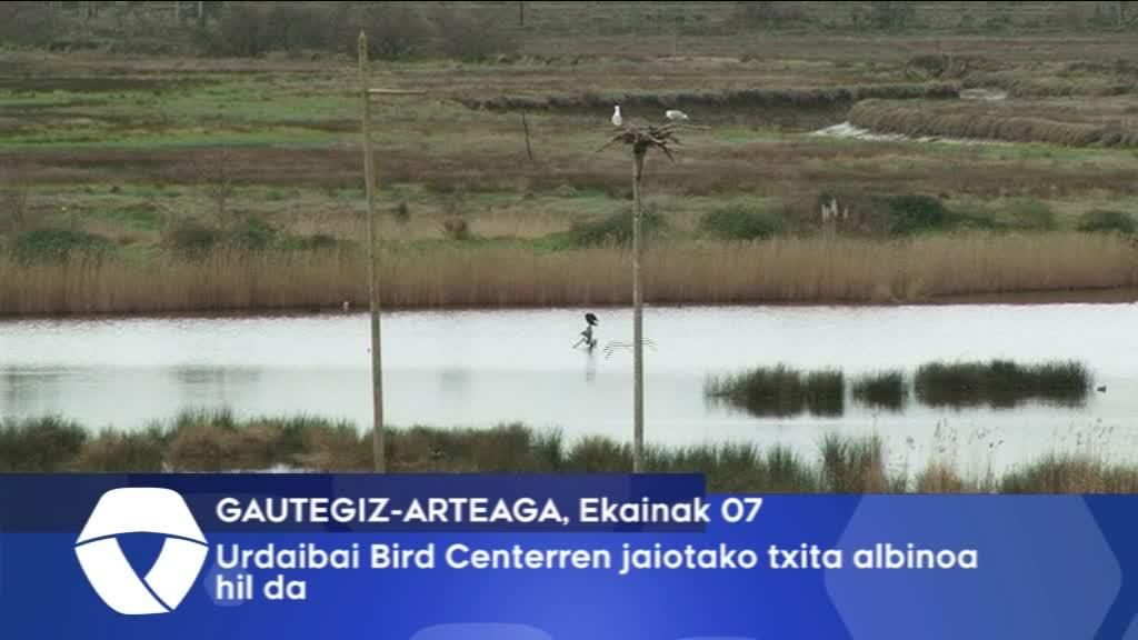 Urdaibai Bird Centerren jaiotako txita albinoa hil da