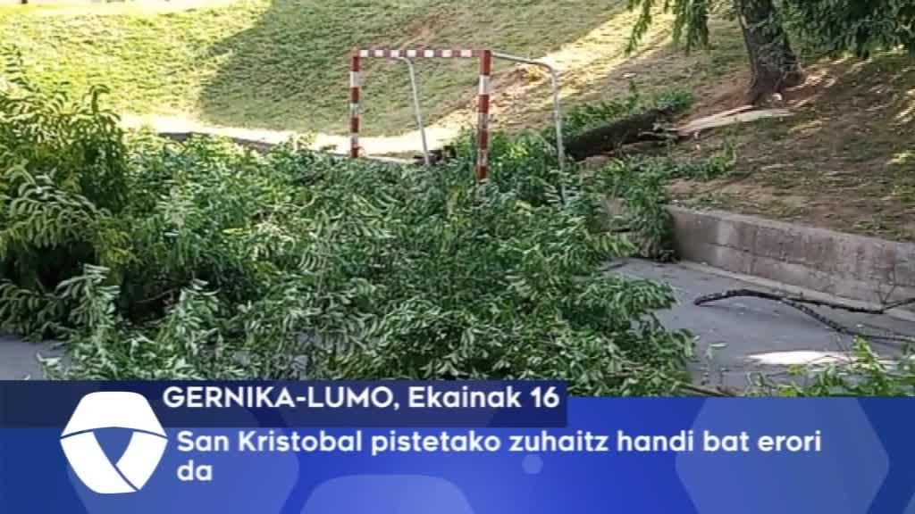 San Kristobal pistetako zuhaitz handi bat erori da