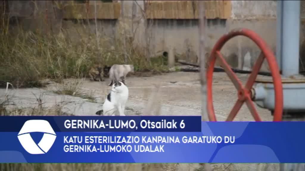 KATU ESTERILIZAZIO KANPAINA GARATUKO DU GERNIKA-LUMOKO UDALAK
