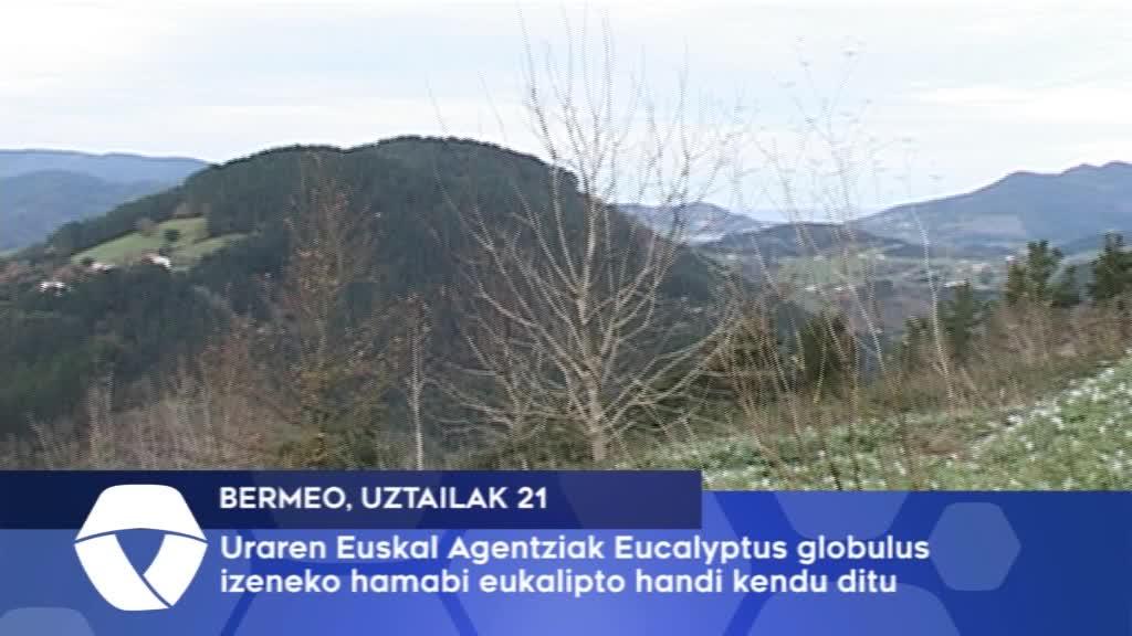 Uraren Euskal Agentziak Eucalyptus globulus izeneko hamabi eukalipto handi kendu ditu