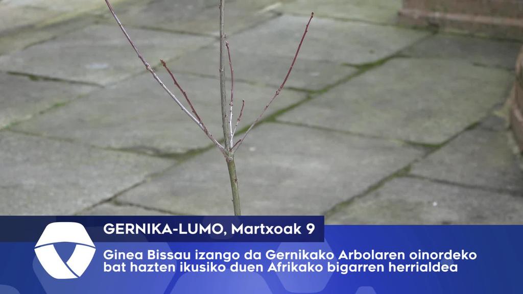 Ginea Bissau izango da Gernikako Arbolaren oinordeko bat hazten ikusiko duen Afrikako bigarren herrialdea