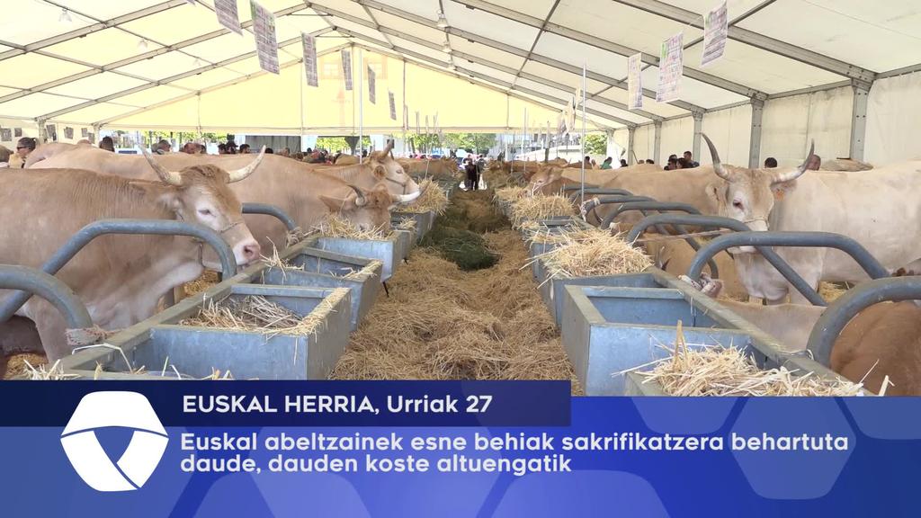 Euskal abeltzainak esne behiak sakrifikatzera behartuta daude, duten koste altuengatik