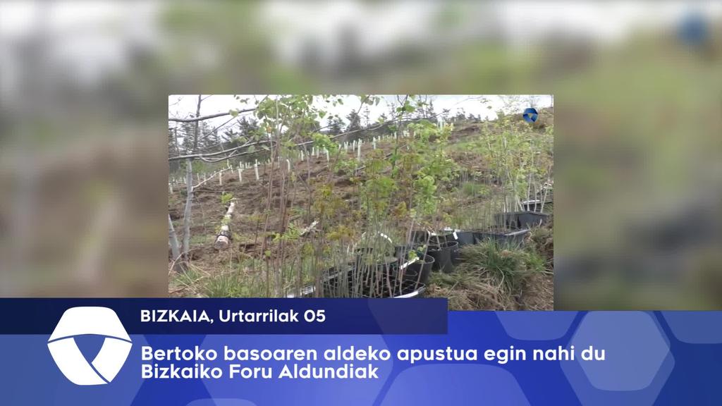Bertoko basoaren aldeko apustua egin nahi du Bizkaiko Foru Aldundiak