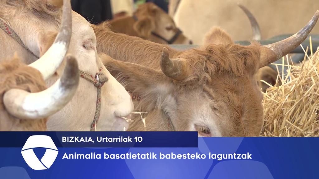 Aldundiak animalia basatien erasoen aurrean diru-laguntzak eskeiniko ditu