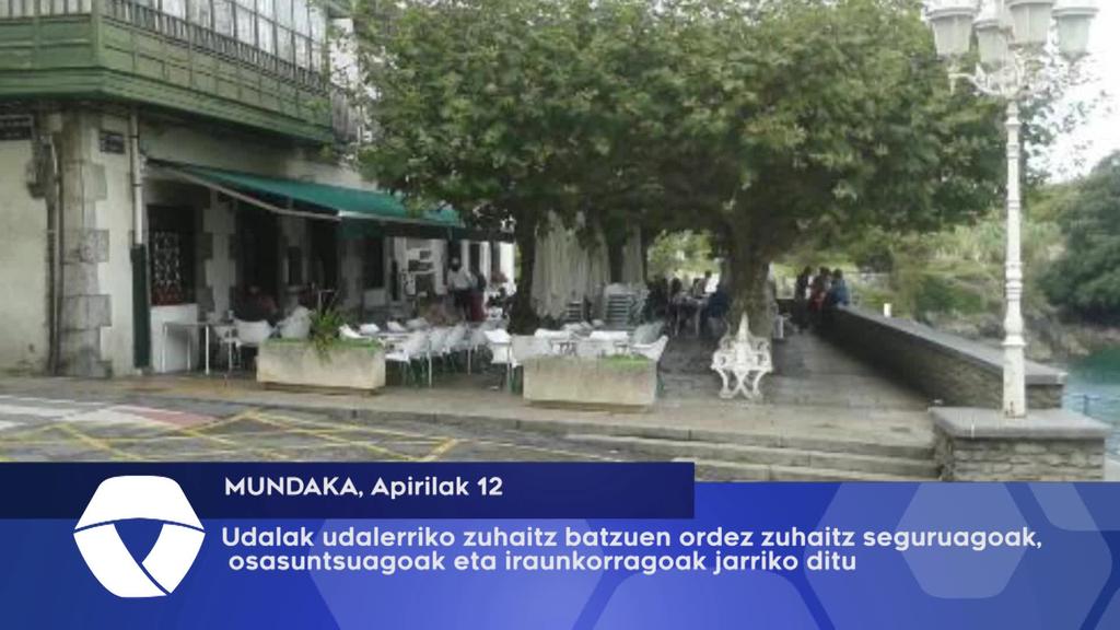 Udalak udalerriko zuhaitz batzuen ordez zuhaitz seguruagoak, osasuntsuagoak eta iraunkorragoak jarriko ditu