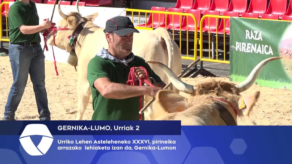 Urriko Lehen Asteleheneko XXXVI.pirenaika arrazako lehiaketa izan da, Gernika-Lumo