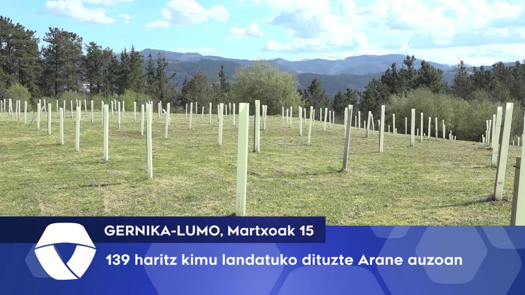 139 Haritz kimu landatuko dituzte Arane auzoan