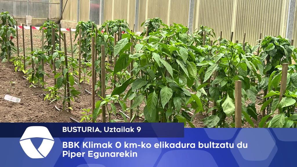 BBK Klima 0 km-ko elikadura bultzatuz Piper Egunarekin