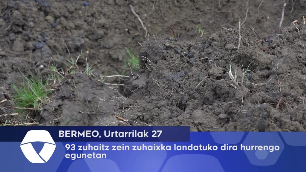 93 zuhaitz zein zuhaixka landatuko dira hurrengo egunetan