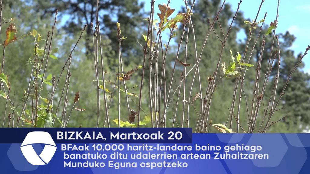 BFAak 10.000 haritz-landabe baino gehiago nbanatuko ditu udalerrien artean Zuhaitzaren Munduko Eguna ospatzeko