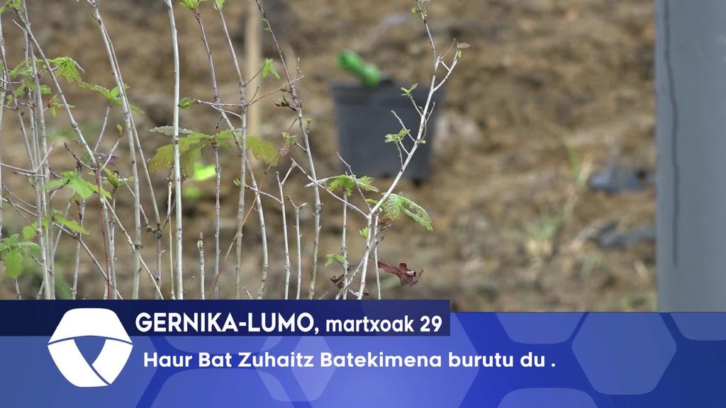 Haur Bat Zuhaitz Bat ekimena burutu du Gernika-Lumoko Udalak