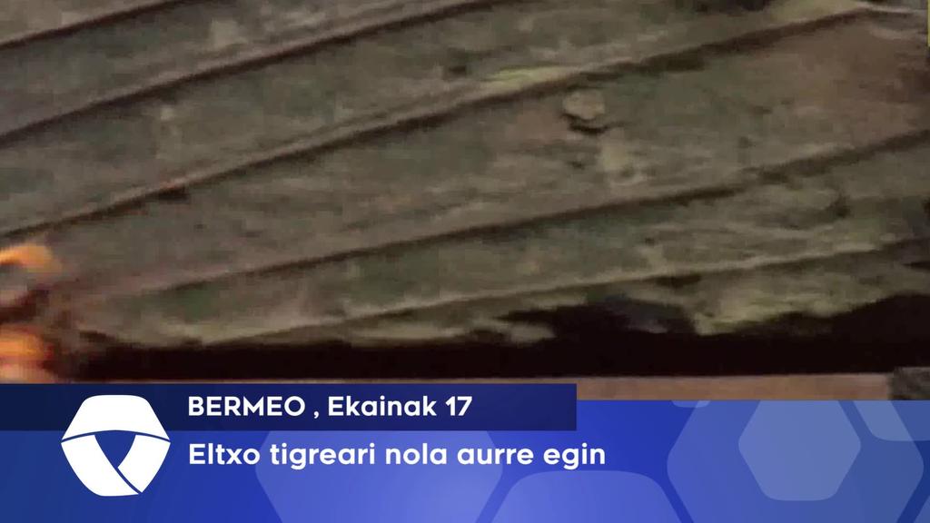 Eltxo tigreari aurre egiteko kanpaina abiatu du Bermeoko Udalak