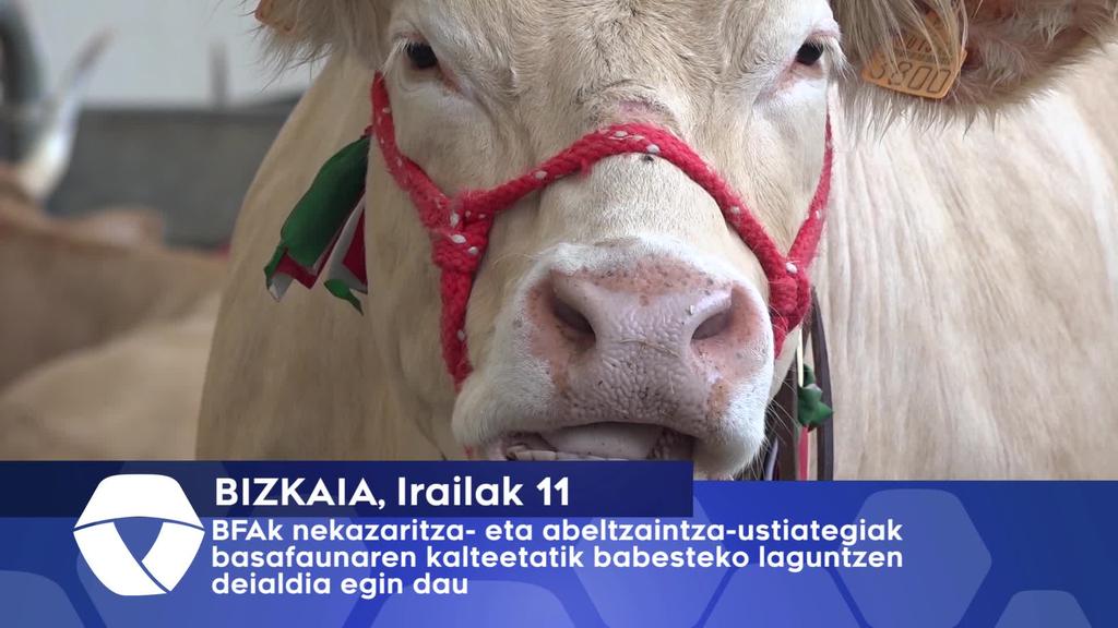 Bizkaiak nekazaritza- eta abeltzaintza-ustiategiak basafaunaren kalteetatik babesteko laguntzen deialdia egin dau