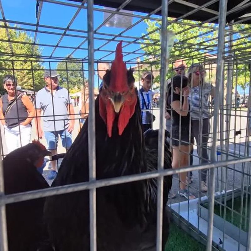 Gernika-Lumoko udal futbol zelaia barritzeko lanak hasi dira.